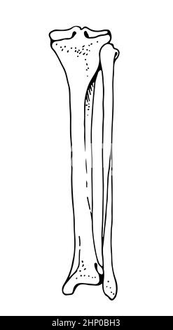 Tibia e fibula ossa umane, disegno vettoriale a mano isolato su sfondo bianco, ortopedia medicina anatomia schizzo Illustrazione Vettoriale