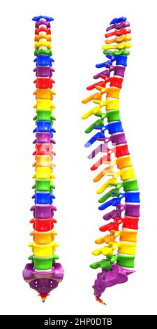 backbone con colori arcobaleno su sfondo bianco. rendering 3d Foto Stock