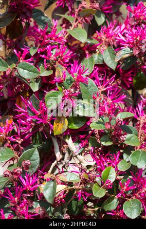 Hazel della strega cinese, Loropetalum chinense, Loropetalum rubrum, Loropetalum chinense rubrum Foto Stock