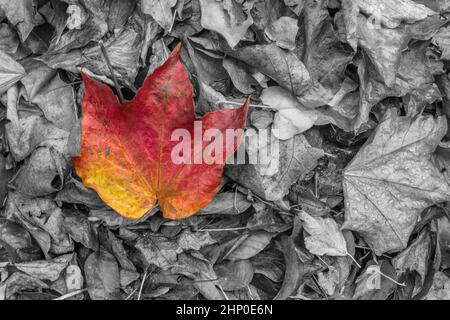 foglie di vite colorate di fronte al fondo delle foglie monocromatiche Foto Stock