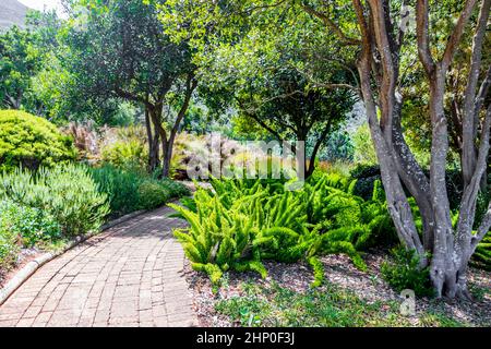 Sentiero percorso a piedi nel Giardino Botanico Nazionale di Kirstenbosch, Città del Capo, Sud Africa. Foto Stock