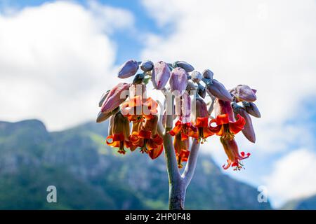 Fiori rosa arancio piante con catena montuosa a Kirstenbosch, Città del Capo, Sud Africa. Foto Stock