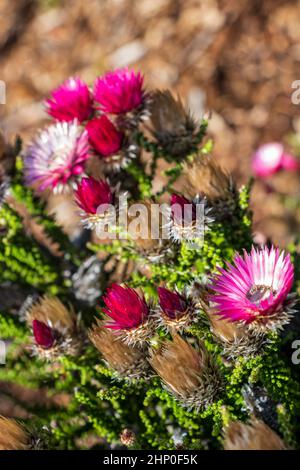 Fiori rosa porpora piante nel Kirstenbosch National Botanical Garden, Città del Capo, Sud Africa. Foto Stock