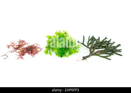 Tre diverse specie di alghe su sfondo bianco. Codium tomentosum, Gelidium, Ulva lactuca. Vista dall'alto. Foto Stock