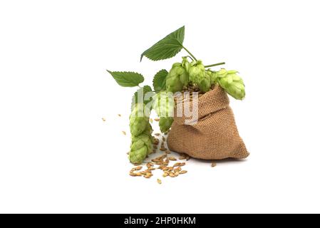 Ciuffo di luppolo verde e orzo fuoriuscite da un sacchetto di hessian su sfondo bianco, componenti della produzione di birra Foto Stock