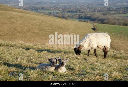 Pecore e agnelli in cima a Wolstonbury Hill sul South Downs. Scena pastorale di prima mattina. Foto Stock