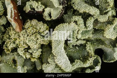 Lichen tubo grigio, noto anche come cappa di monaco - Hypogymnia physodes - crescere su ramo d'albero, dettaglio microscopia, larghezza immagine 9 mm. Foto Stock