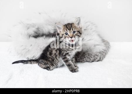 Carino gattino leccato e guarda la fotocamera. Messa a fuoco selettiva. Foto Stock