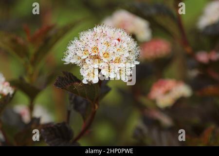 Cultivar in fiore comune Ninebark, Physocarpus Opulifolius vino estivo, nel giardino estivo. Foto Stock