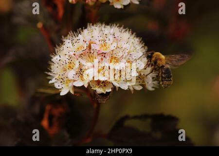 Blooming cultivar ninebark comune (Physocarpus opulifolius 'Summer vino') nel giardino estivo Foto Stock