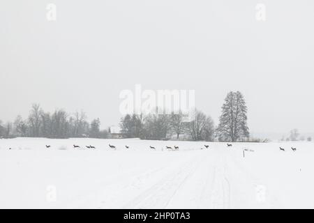 Wildwechsel im Schnee Foto Stock