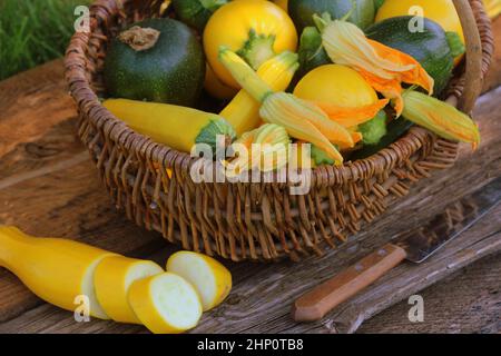 La raccolta di zucchine. Fresh squash giacente nel cestello. Zucca fresca prelevata dal giardino. Alimenti biologici concetto . Foto Stock