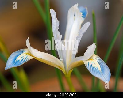 Fiori blu e bianchi dell'iride fiorente inverno nano, iride reticolata 'Frozen Planet' Foto Stock