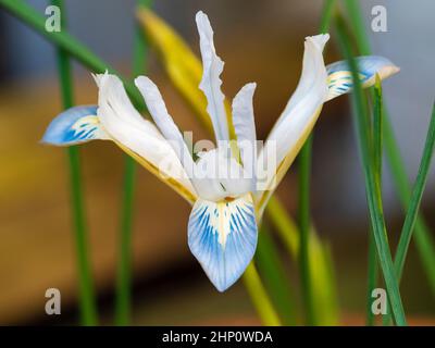 Fiori blu e bianchi dell'iride fiorente inverno nano, iride reticolata 'Frozen Planet' Foto Stock