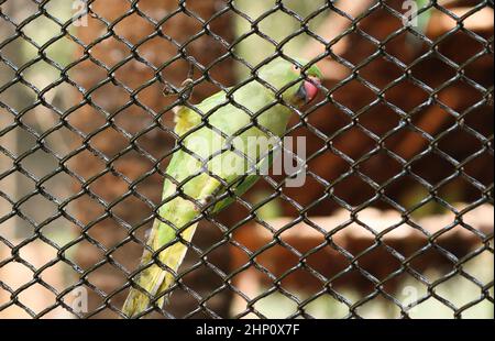 All'interno della rete metallica si trova un pappagallo verde. Con sfondo sfocato Foto Stock