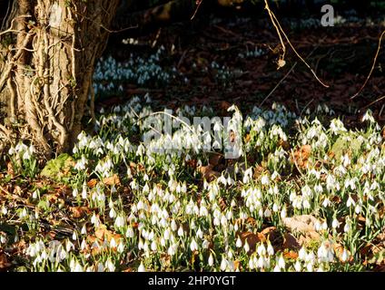 Galanthus nivalis, la nevicata comune, naturalizzato in un bosco settikng in Norfolk. Foto Stock