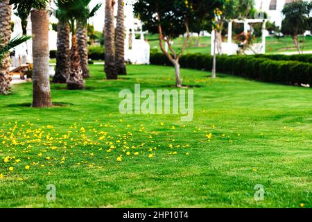 Bellissimo paesaggio sul territorio dell'hotel utilizzando un prato verde, sentieri e varie piante. Settore del design del paesaggio. esterno professionale pla Foto Stock