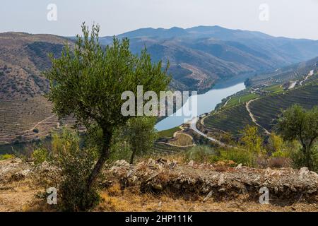 Fiume Douro vicino alla foce del fiume COA. Comune di Vila Nova de Foz COA. Regione del Douro. Foto Stock