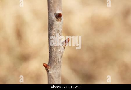In primavera, le gemme iniziano a gonfiarsi e fioriscono su alberi da frutta in giardino Foto Stock