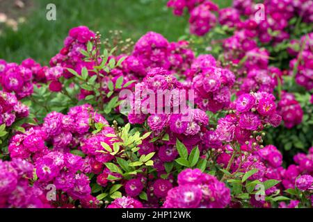 Molti bei cespugli di rose fiorite e soffici nel giardino estivo Foto Stock