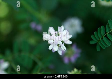 Fiore bianco fiorito su uno sfondo verde da erba in una glade foresta in estate Foto Stock