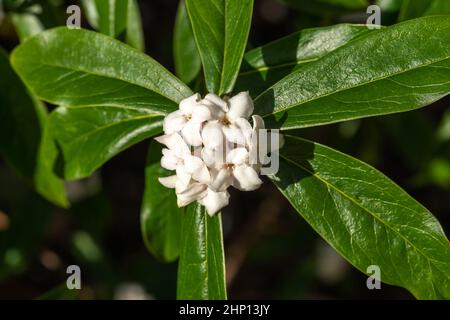 Daphne bholua 'Spring Herald' un arbusto sempreverde di piante con fiore bianco primaverile, foto di scorta Foto Stock