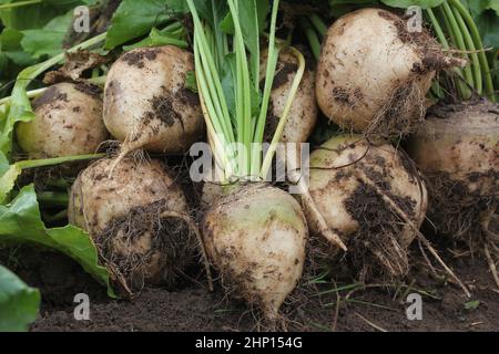 Fresche raccolte bianco delle barbabietole organico recante sulla terra. Barbabietole con foglia. Unwashed barbabietole. Foto Stock