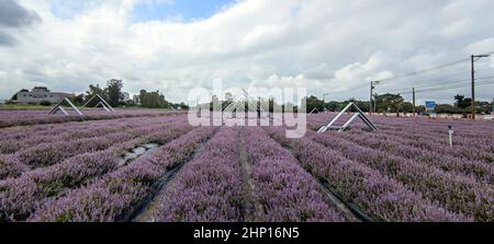 Yangmei District, Taoyuan City - Nov 30, 2021: Romantic Purple Immortal Grass Flower Sea, Yangmei District, Taoyuan City, Taiwan Foto Stock