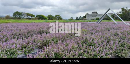 Yangmei District, Taoyuan City - Nov 30, 2021: Romantic Purple Immortal Grass Flower Sea, Yangmei District, Taoyuan City, Taiwan Foto Stock