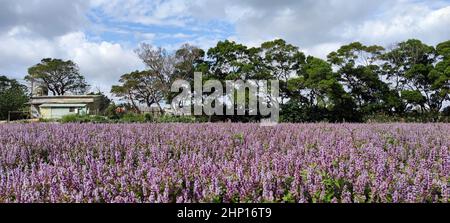 Yangmei District, Taoyuan City - Nov 30, 2021: Romantic Purple Immortal Grass Flower Sea, Yangmei District, Taoyuan City, Taiwan Foto Stock