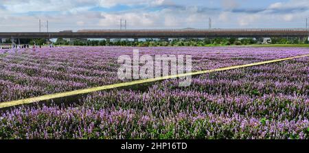 Yangmei District, Taoyuan City - Nov 30, 2021: Romantic Purple Immortal Grass Flower Sea, Yangmei District, Taoyuan City, Taiwan Foto Stock