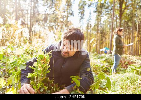 Forester o piante conservazioniste un albero di quercia nella foresta per la sostenibilità e la protezione del clima Foto Stock