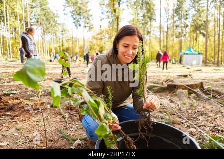 Donna che sceglie le piantine per il rimboschimento sostenibile ed ecologico nella foresta Foto Stock