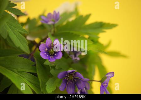 Blue Hepatica Nobilis in primo piano, prime piante primaverili fiorite su sfondo giallo con spazio di copia Foto Stock
