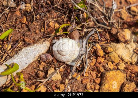 Piccola vongola bianca sul terreno a Maiorca Spagna. Foto Stock