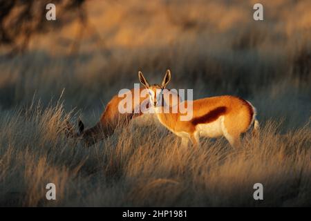 Antilopi Springbok (Antidorcas marsupialis) alla luce del tardo pomeriggio, Sudafrica Foto Stock