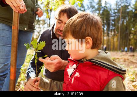 Durante un tour guidato della foresta, Förster mostra le foglie di un albero di quercia al centro di cura del giorno tipo come educazione alla natura Foto Stock