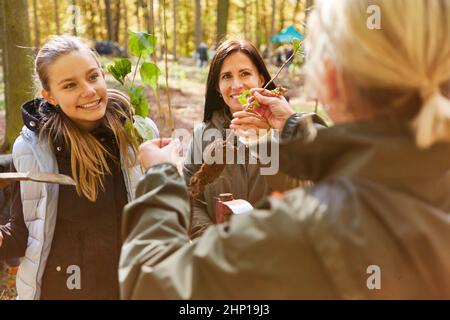 Selezione di alberi climatici per il rimboschimento ecologico per la protezione del clima e la sostenibilità Foto Stock