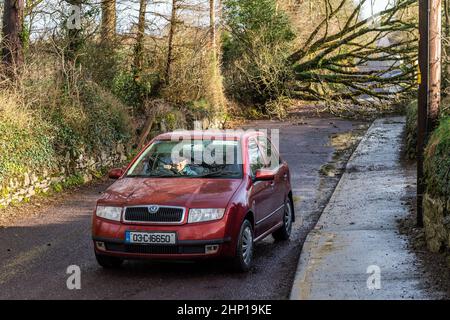 Dunmanway. Cork Occidentale, Irlanda. 18th Feb 2022. Un albero è caduto giù vicino al Dunmanway Hospital durante Storm Eunice oggi., bloccando completamente la strada. L'ESB è arrivata sulla scena per affrontare i cavi elettrici caduti. Credit: AG News/Alamy Live News Foto Stock