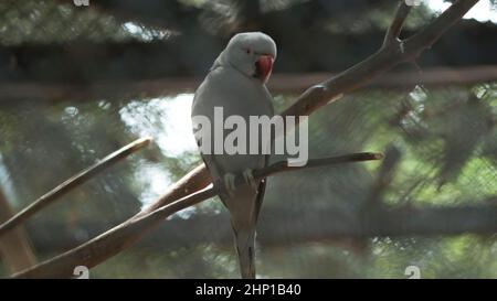 Il pappagallo grigio è seduto su un albero. È bello da vedere Foto Stock