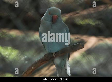 Il pappagallo di colore ciano è seduto su un albero. È bello da vedere Foto Stock