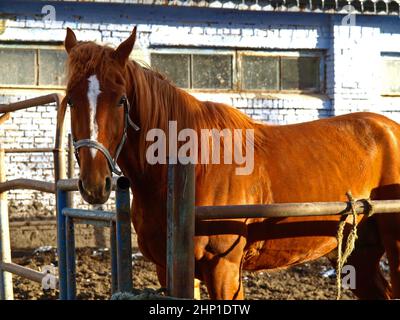 Cavallo rosso (baia). Un cavallo da corsa bello e ben curato in una fattoria. Primavera e la nuova stagione di gara all'ippodromo. Cavallo ai raggi del sole Foto Stock