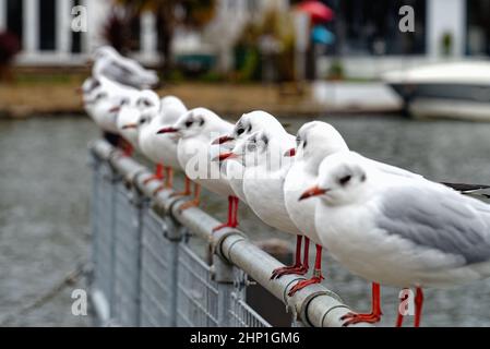 Una fila di gabbiani a testa nera, Larus ridibundus in piumaggio d'inverno arroccato su una recinzione di metallo dal fiume a Walton sul Tamigi Surrey Inghilterra Regno Unito Foto Stock