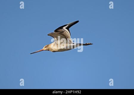 Godwit con coda nera in inverno precipita in volo alla riserva RSPB di Frampton Foto Stock