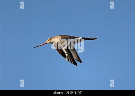 Godwit con coda nera in inverno precipita in volo alla riserva RSPB di Frampton Foto Stock