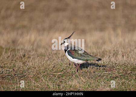 Si passa alla RSPB Frampton Reserve Foto Stock