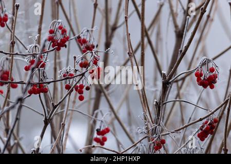 Foto da vicino di gruppi di bacche rosse su rami senza foglie, scena invernale, scattata al mattino presto, con gelo sul soggetto. Foto di alta qualità Foto Stock