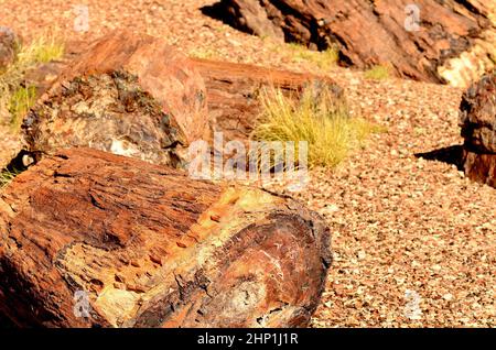 Alberi pietrificati dell'antica foresta pietrificata in Arizona Foto Stock