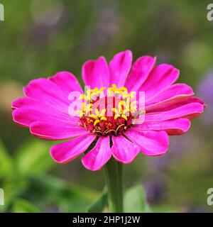 La graziosa zinia o meglio conosciuta con il nome scientifico Zinnia elegans è una delle piante annuali di fioritura più famose del genere. Foto Stock