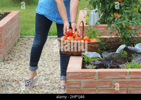 Donna giardiniere raccolta ortaggi .Raised letti giardinaggio in un giardino urbano coltivazione piante erbe spezie bacche e verdure . Foto Stock